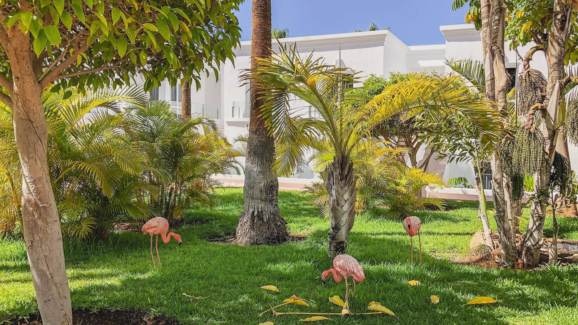 Szálloda Flamingo Beach Mate Costa Adeje
